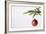 Still Life of Red Bauble Hanging on Christmas Tree-null-Framed Photographic Print