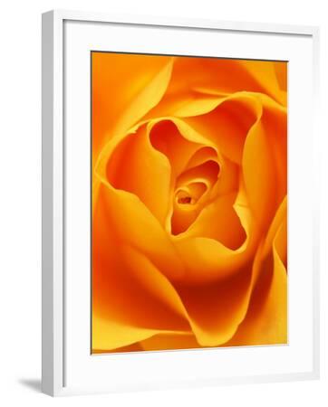 Still Life Photograph Close Up Of Orange Rose Photographic Print Abdul Kadir Audah Art Com Still Life Photograph Close Up Of Orange Rose Photographic Print Abdul Kadir Audah Art Com