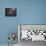 Still Life: Salmon, Olive Oil, Bread & Vegetables on Table-Amos Schliack-Photographic Print displayed on a wall