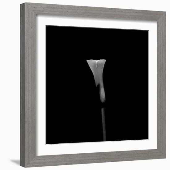 Still Life Shot of Calla Lily Flower-null-Framed Photographic Print