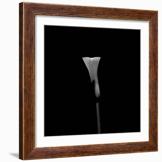 Still Life Shot of Calla Lily Flower-null-Framed Photographic Print