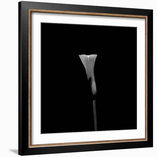 Still Life Shot of Calla Lily Flower-null-Framed Photographic Print