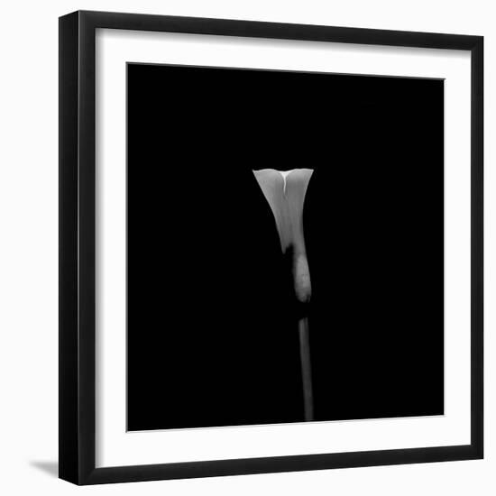 Still Life Shot of Calla Lily Flower-null-Framed Photographic Print