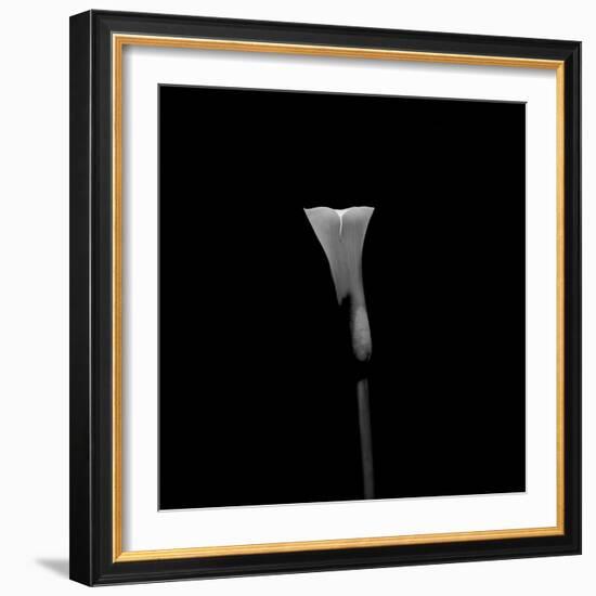 Still Life Shot of Calla Lily Flower-null-Framed Photographic Print