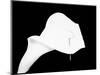 Still Life Shot of Pierced Calla Lily Flower-null-Mounted Photographic Print