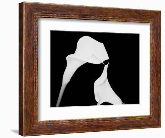 Still Life Shot of Pierced Calla Lily Flower-null-Framed Photographic Print