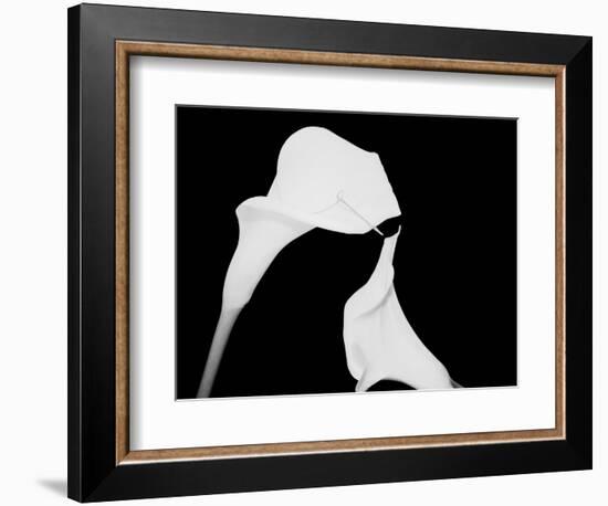 Still Life Shot of Pierced Calla Lily Flower-null-Framed Photographic Print