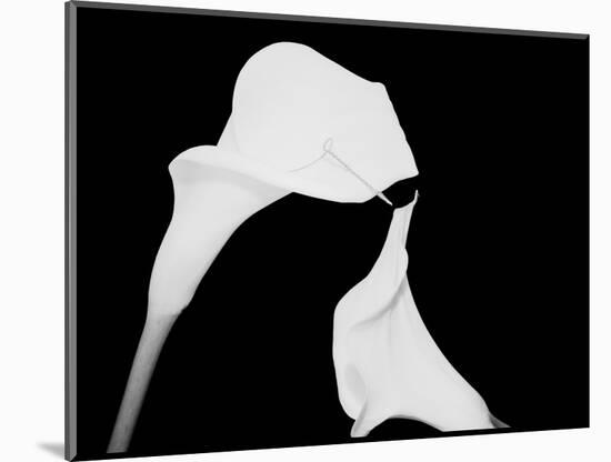 Still Life Shot of Pierced Calla Lily Flower-null-Mounted Photographic Print