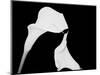 Still Life Shot of Pierced Calla Lily Flower-null-Mounted Photographic Print