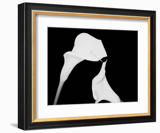 Still Life Shot of Pierced Calla Lily Flower-null-Framed Photographic Print