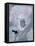 Still Life; Stilleben-Paul Klee-Framed Premier Image Canvas