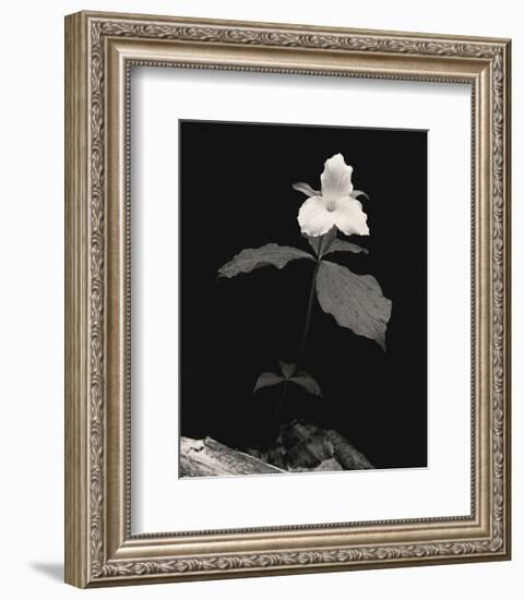 Still Life, Study #4-Andrew Ren-Framed Art Print