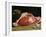 Still Life, the Joint of Meat, 1864-Claude Monet-Framed Giclee Print