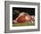 Still Life, the Joint of Meat, 1864-Claude Monet-Framed Giclee Print