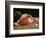 Still Life, the Joint of Meat, 1864-Claude Monet-Framed Giclee Print