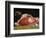 Still Life, the Joint of Meat, 1864-Claude Monet-Framed Giclee Print