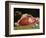 Still Life, the Joint of Meat, 1864-Claude Monet-Framed Giclee Print