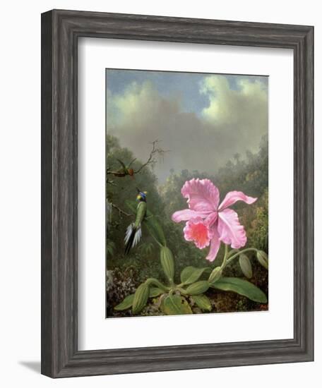 Still Life with an Orchid and a Pair of Hummingbirds, C.1890S-Martin Johnson Heade-Framed Giclee Print