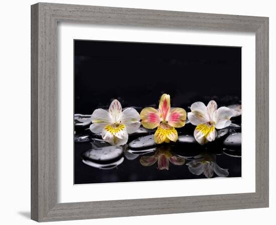 Still Life with Black Stone and Three Orchid-crystalfoto-Framed Photographic Print