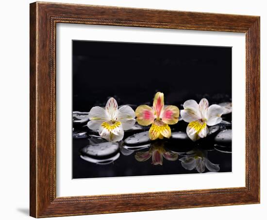 Still Life with Black Stone and Three Orchid-crystalfoto-Framed Photographic Print