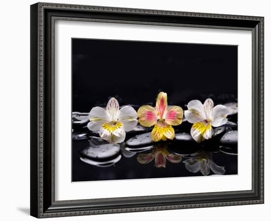 Still Life with Black Stone and Three Orchid-crystalfoto-Framed Photographic Print