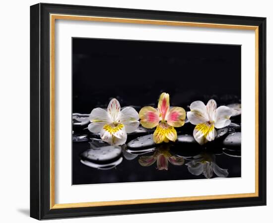 Still Life with Black Stone and Three Orchid-crystalfoto-Framed Photographic Print