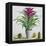 Still Life with Bromeliad-Christopher Ryland-Framed Premier Image Canvas