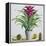 Still Life with Bromeliad-Christopher Ryland-Framed Premier Image Canvas