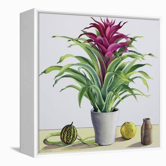 Still Life with Bromeliad-Christopher Ryland-Framed Premier Image Canvas