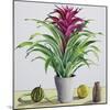 Still Life with Bromeliad-Christopher Ryland-Mounted Premium Giclee Print