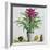 Still Life with Bromeliad-Christopher Ryland-Framed Giclee Print