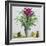 Still Life with Bromeliad-Christopher Ryland-Framed Giclee Print