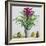 Still Life with Bromeliad-Christopher Ryland-Framed Giclee Print