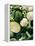 Still Life with Different Types of Cabbages-Peter Howard Smith-Framed Premier Image Canvas