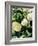 Still Life with Different Types of Cabbages-Peter Howard Smith-Framed Photographic Print