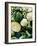 Still Life with Different Types of Cabbages-Peter Howard Smith-Framed Photographic Print