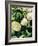 Still Life with Different Types of Cabbages-Peter Howard Smith-Framed Photographic Print