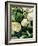 Still Life with Different Types of Cabbages-Peter Howard Smith-Framed Photographic Print