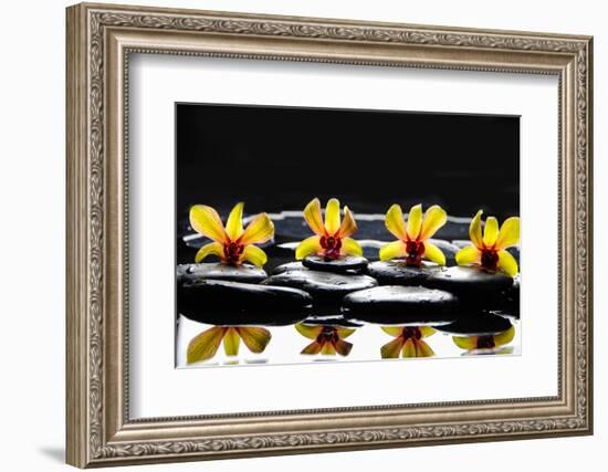 Still Life with Four Orchid with Stones on Water Drops-crystalfoto-Framed Photographic Print