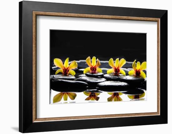 Still Life with Four Orchid with Stones on Water Drops-crystalfoto-Framed Photographic Print