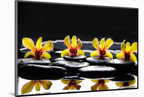 Still Life with Four Orchid with Stones on Water Drops-crystalfoto-Mounted Photographic Print