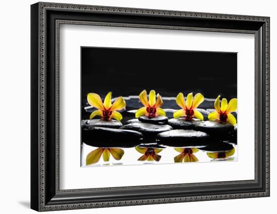 Still Life with Four Orchid with Stones on Water Drops-crystalfoto-Framed Photographic Print