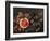 Still Life with Fruit-Giuseppe Recco-Framed Giclee Print