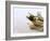 Still Life with Garlic and Various Fresh Herbs-Klaus Arras-Framed Photographic Print