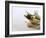 Still Life with Garlic and Various Fresh Herbs-Klaus Arras-Framed Photographic Print