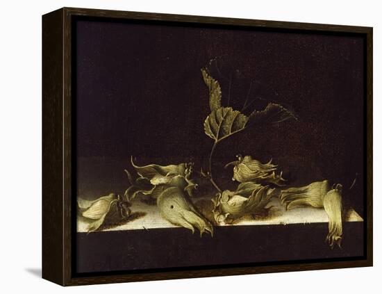Still Life with Hazel-Nuts, 1696-Adrian Coorte-Framed Premier Image Canvas