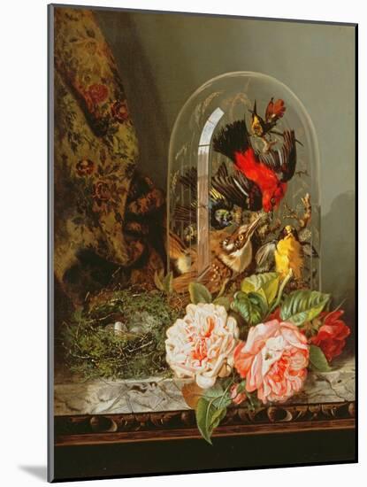 Still Life with Humming Bird in a Glass Dome-Edward Pritchett-Mounted Giclee Print