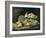 Still Life with Mushrooms-Jan Fyt-Framed Giclee Print