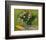 Still Life with Oleander-Vincent van Gogh-Framed Giclee Print