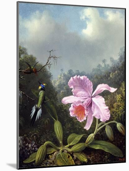 Still Life with Orchid and Pair of Hummingbirds, C.1890S-Martin Johnson Heade-Mounted Giclee Print